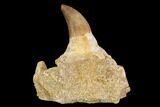 Fossil Mosasaur (Halisaurus) Jaw Section With Teeth - Morocco #117026-1